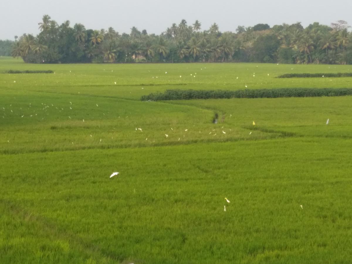 Pozhiyoram Ayurveda Beach Resort Alappuzha Екстериор снимка
